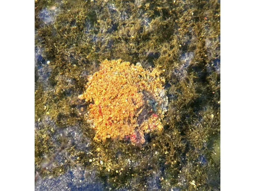 Chytil Krmítková směs Carp Mix 800g